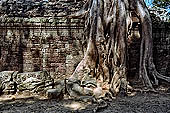 Ta Prohm temple - silk-cotton trees rising over the ruins